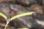 Florida hoarypea